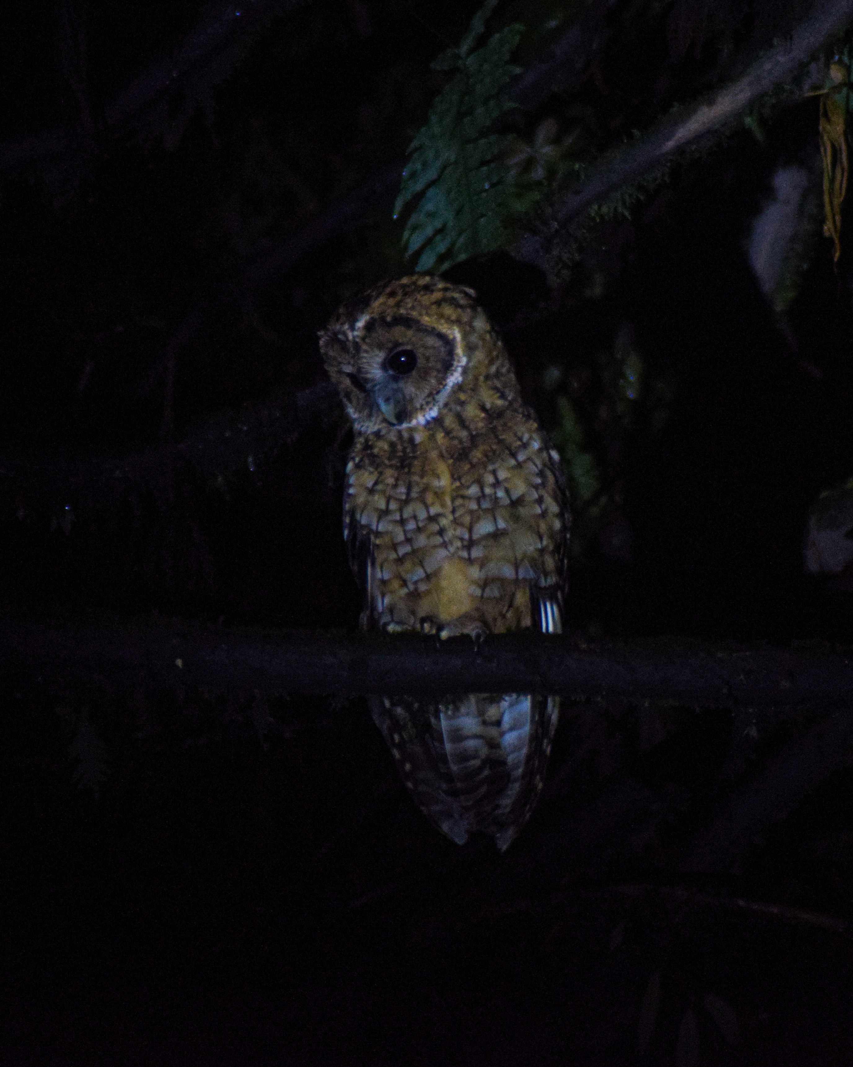 Himalayan Owl